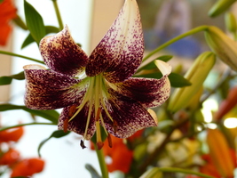 Foto: Dr. Peter Müller